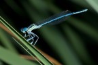 libellula 1 libellula 1