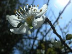 E' primavera! E' primavera!