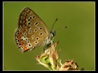 Vellutata Vellutata