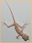 geko?? geko??