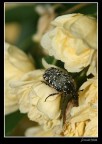 Macro Macro