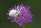 simpatica bestiola simpatica bestiola