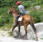 Tempo 1/500 FNumber 4.5 ISO50 AWB Zoom 37.55 (6,5x)
Ho usato un diaframma troppo chiuso, non ho fatto in tempo a cambiarlo.
Ridimensionamento e crop del soggetto (ricompresso solo una volta)