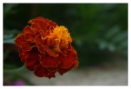 FIORE DI FUOCO FIORE DI FUOCO