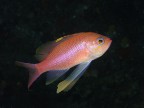 Anthias anthias2