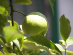 Limone di Sicilia Limone di Sicilia