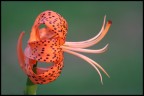 Fiore Fiore