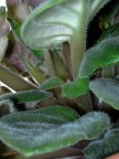 Pianta Grassa Pianta Grassa