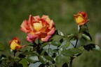 Tre rose Tre rose
