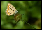 La formica e la farfalla La formica e la farfalla