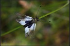 Libelloides Libelloides