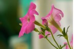 petunia petunia