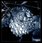 Drops Drops