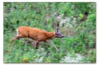 Capriolo maschio. Capriolo maschio.