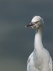 Garzetta o airone bianco ? Garzetta o airone bianco ?