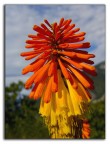 flower flower
