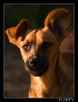Dog#1 Dog#1