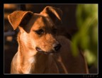 Sad dog Sad dog