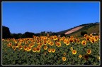 Semplice campo di girasoli