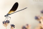 Calopteryx sp. Calopteryx sp.
