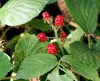 Frutti di bosco Frutti di bosco
