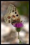 Parnassius apollo Parnassius apollo
