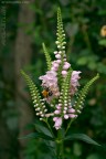 apefiore apefiore