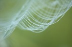 Collana di perle Collana di perle