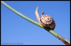 Lumaca Lumaca