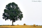L'albero L'albero