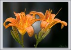 Lilium plastificato.