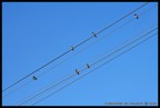 Tutti in fila... Tutti in fila...
