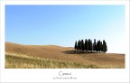 Cipressi Cipressi