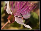Climbin' up a flower Climbin' up a flower