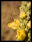 Spider Spider