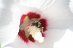 L'abbuffata L'abbuffata