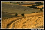Paesaggio Toscano: Orcianese Paesaggio Toscano: Orcianese