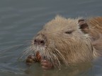 Nutria (castorino) Nutria (castorino)