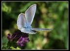 Papillion di seta blu Papillion di seta blu