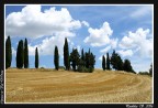 Cipressi in Val D'Orcia Cipressi in Val D'Orcia