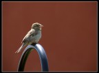 passerotto.... non andare via... passerotto.... non andare via...