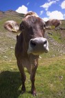 Muuuuuu (+ backstage) Muuuuuu (+ backstage)