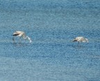 Due piccoli di fenicotteri rosa nelle Saline di Cagliari