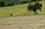 Uno o tanti? Uno o tanti?