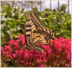 Data la scarsa macchina fotografica (una compatta HP R707) non mi pare un brutto risultato.

avanti con critiche e commenti.

grazie