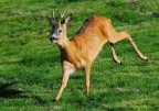 capriolo capriolo