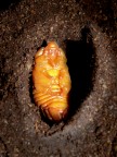mummia Aliena (Oryctes nasicornis) mummia Aliena (Oryctes nasicornis)