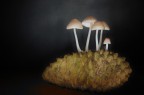 Funghi da studio Funghi da studio