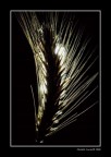 Spiga Spiga
