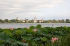 Fior di loto sul lago Inferiore a MN Fior di loto sul lago Inferiore a MN